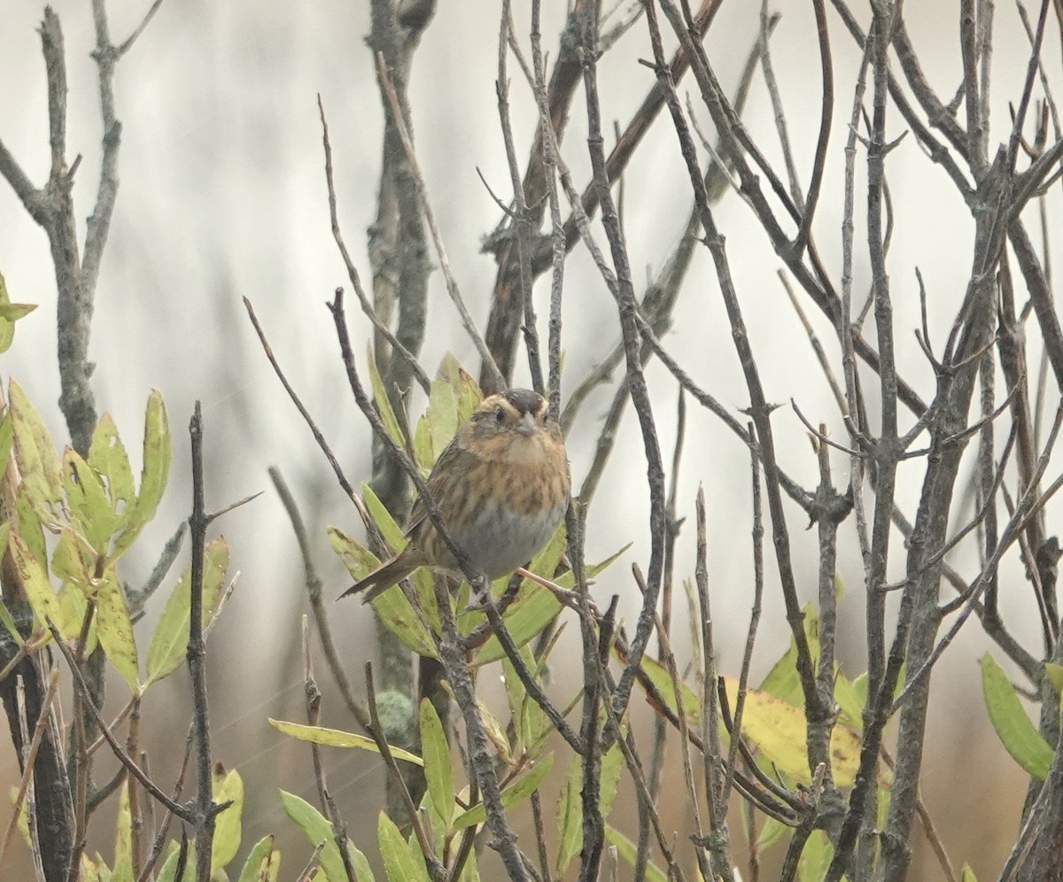 nålstjertspurv - ML644384969