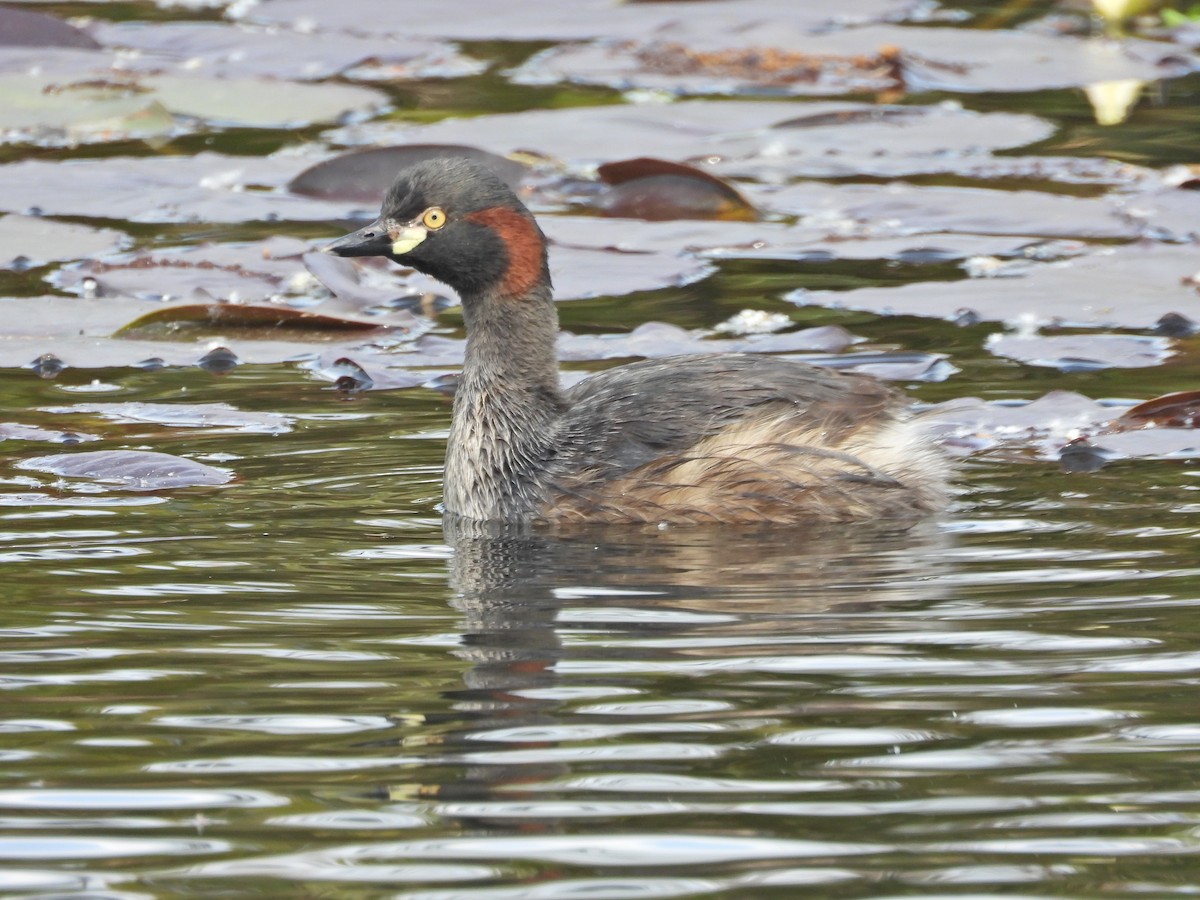 Australasian Grebe - ML644384971