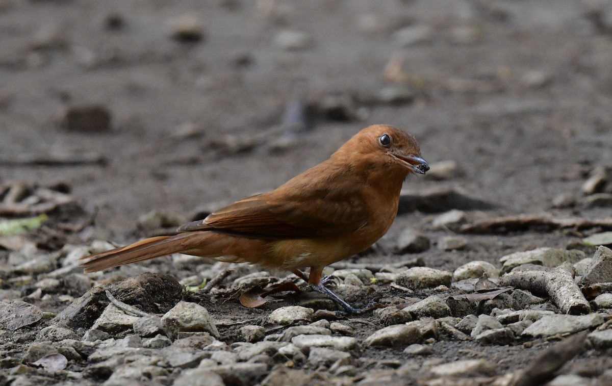 Rufous Mourner - ML644384973