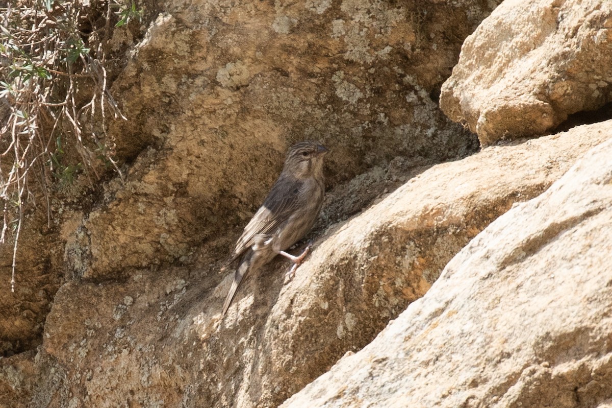 Yemen Serin - ML644384977