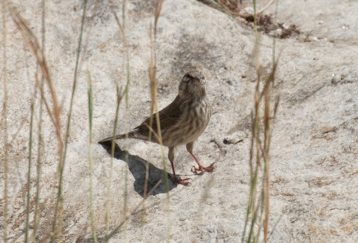 Yemen Serin - ML644384978