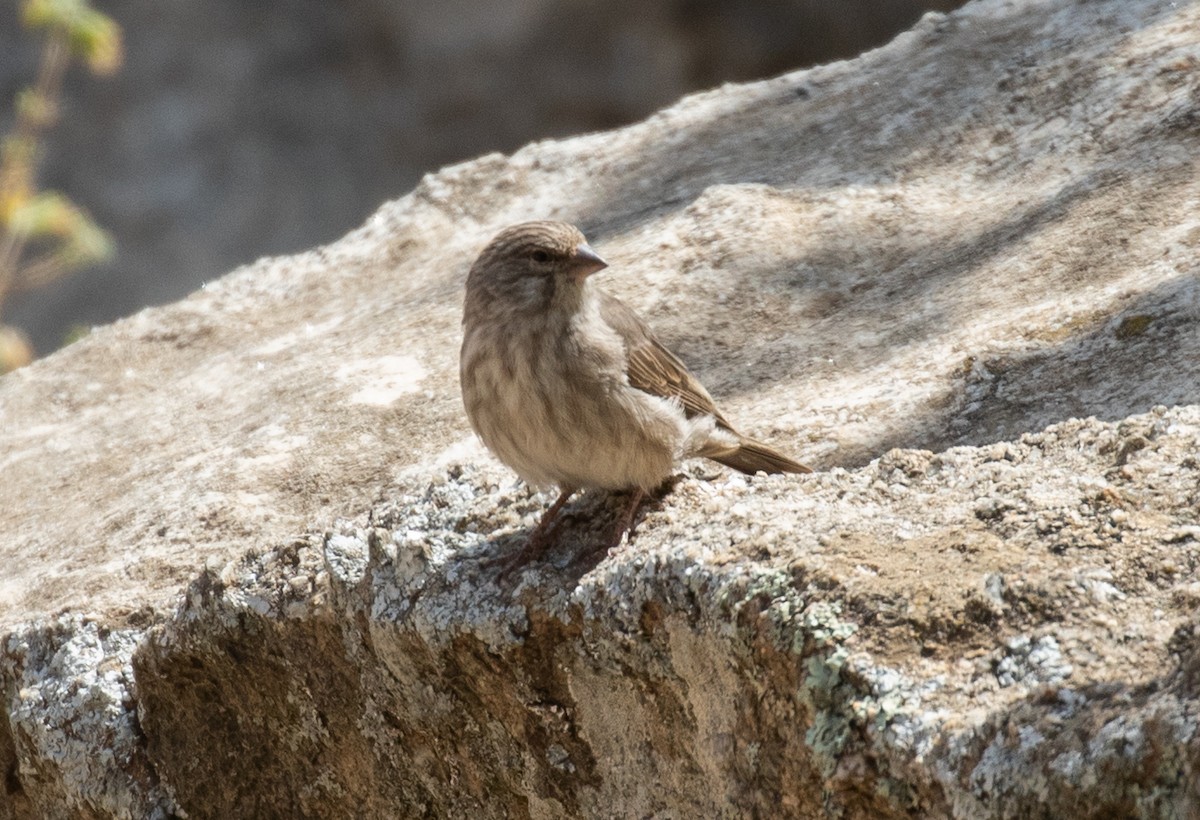 Yemen Serin - ML644384979