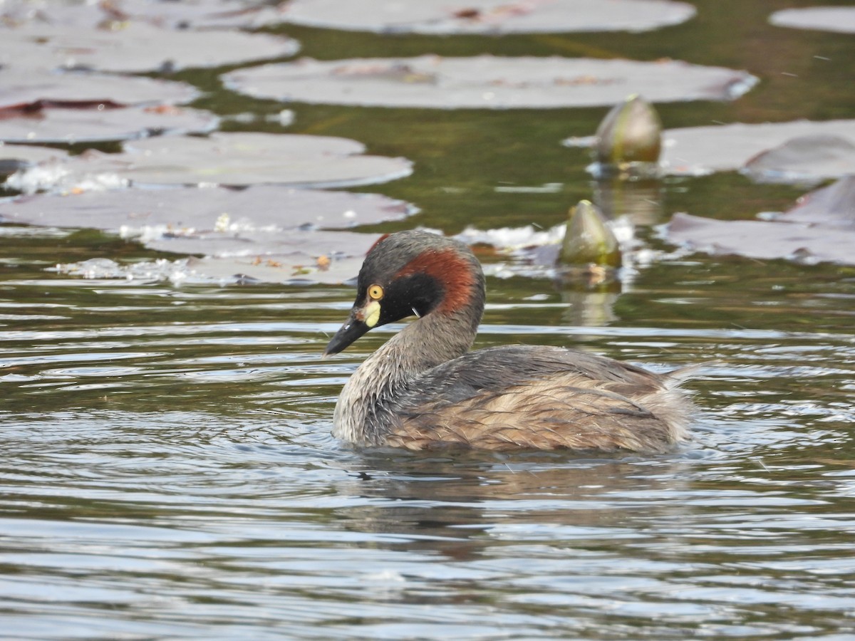 Australasian Grebe - ML644384984