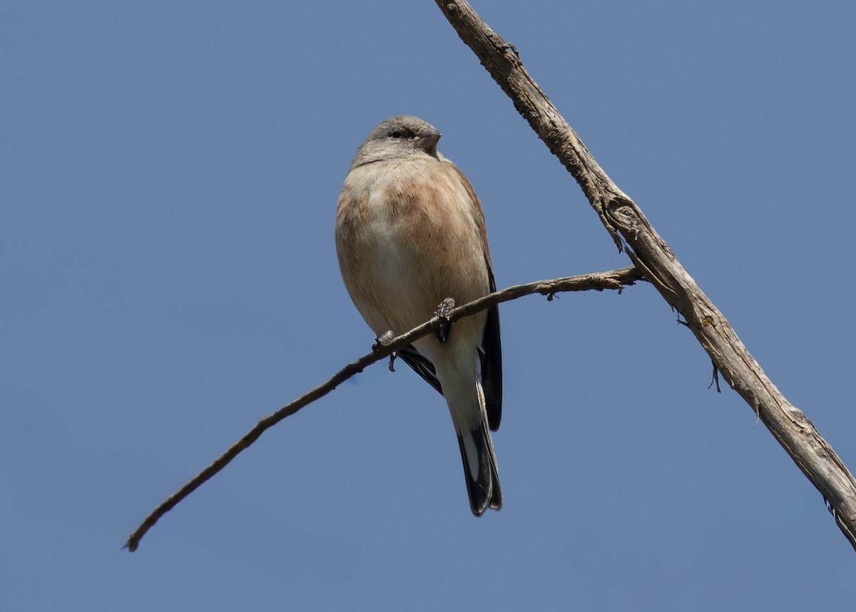 Yemen Linnet - ML644384987