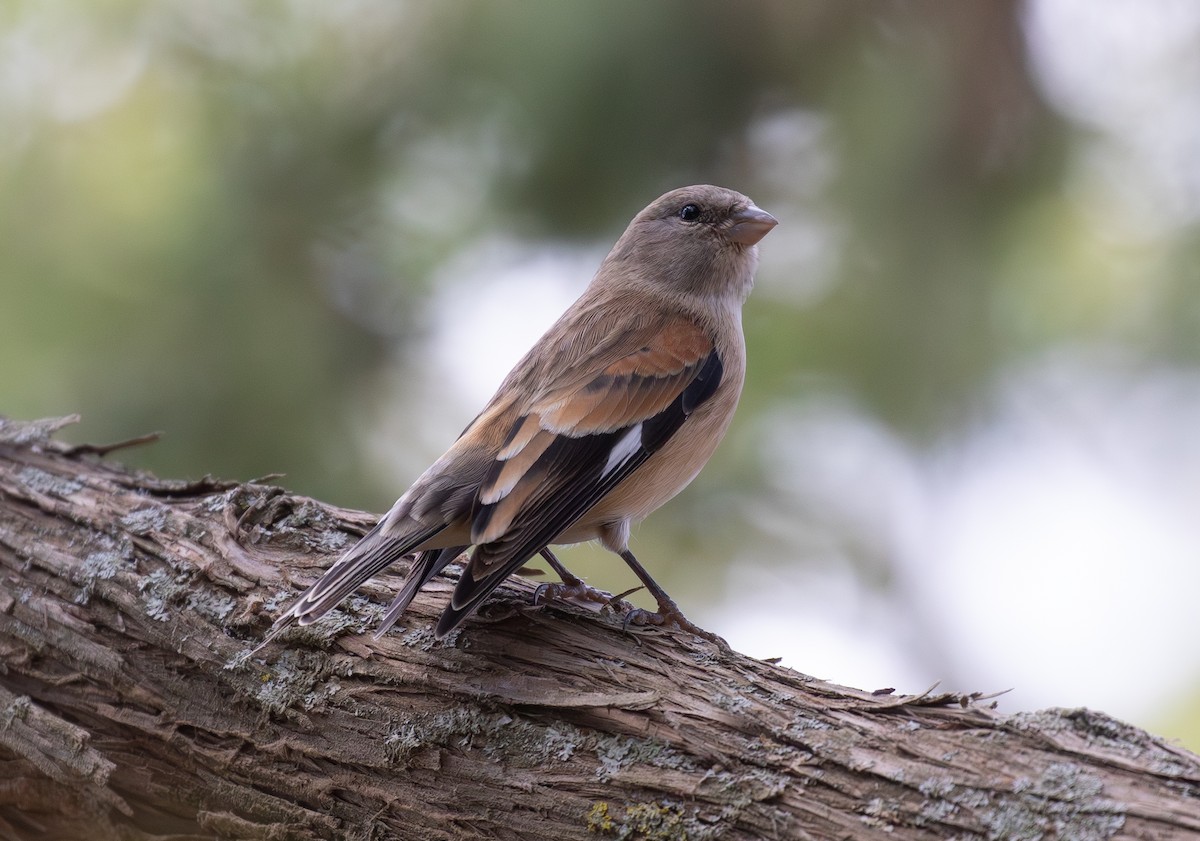 Yemen Linnet - ML644384988