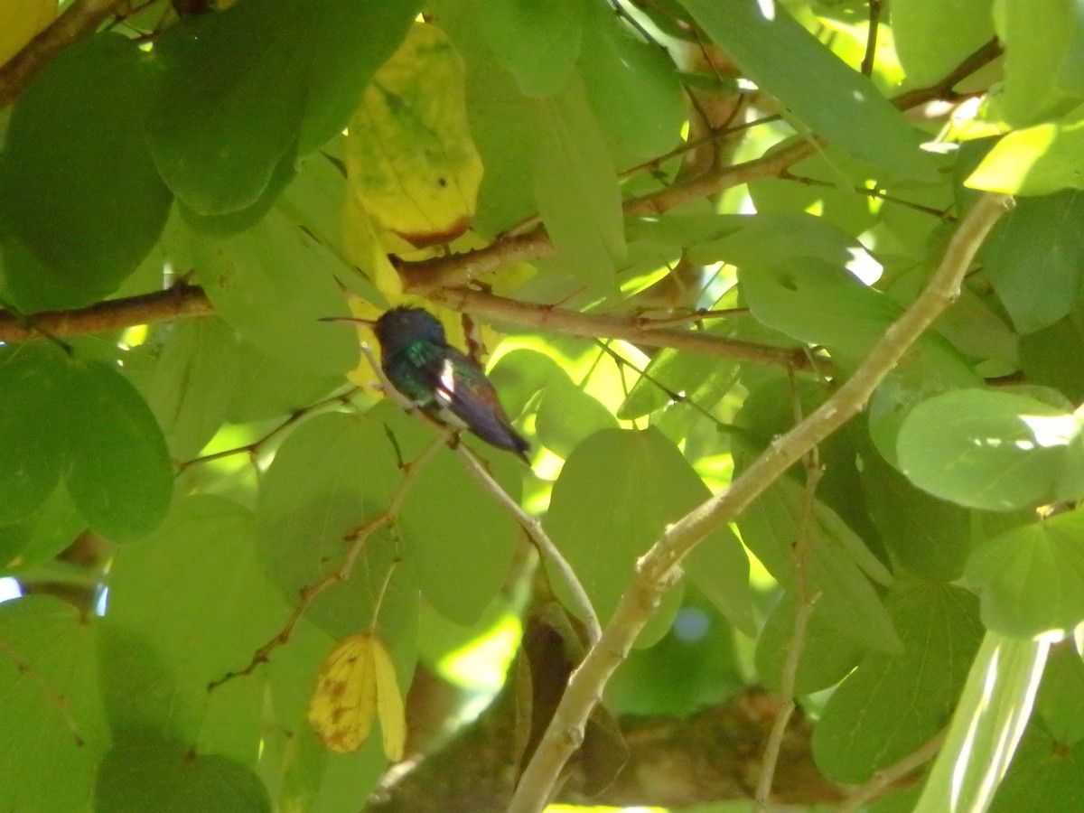 コガネオハチドリ - ML644384990