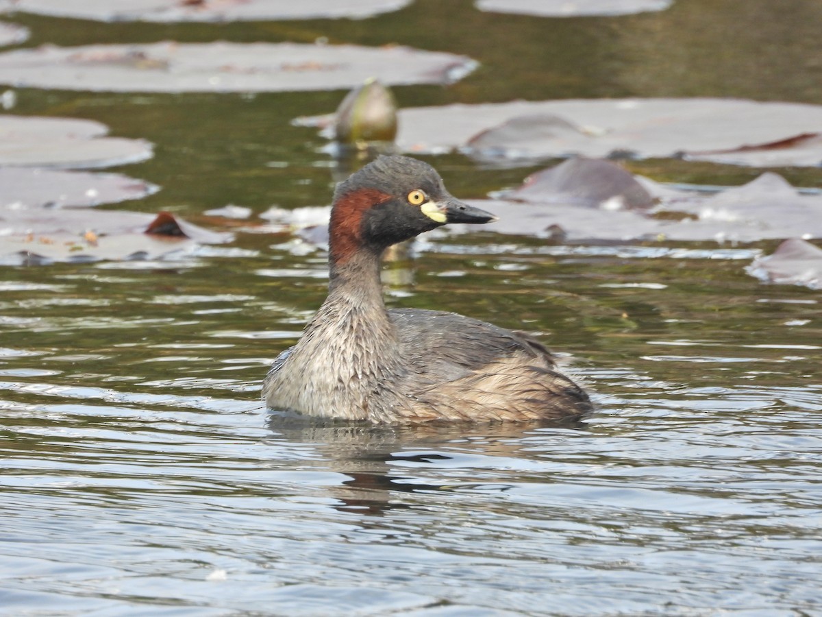 Australasian Grebe - ML644384996