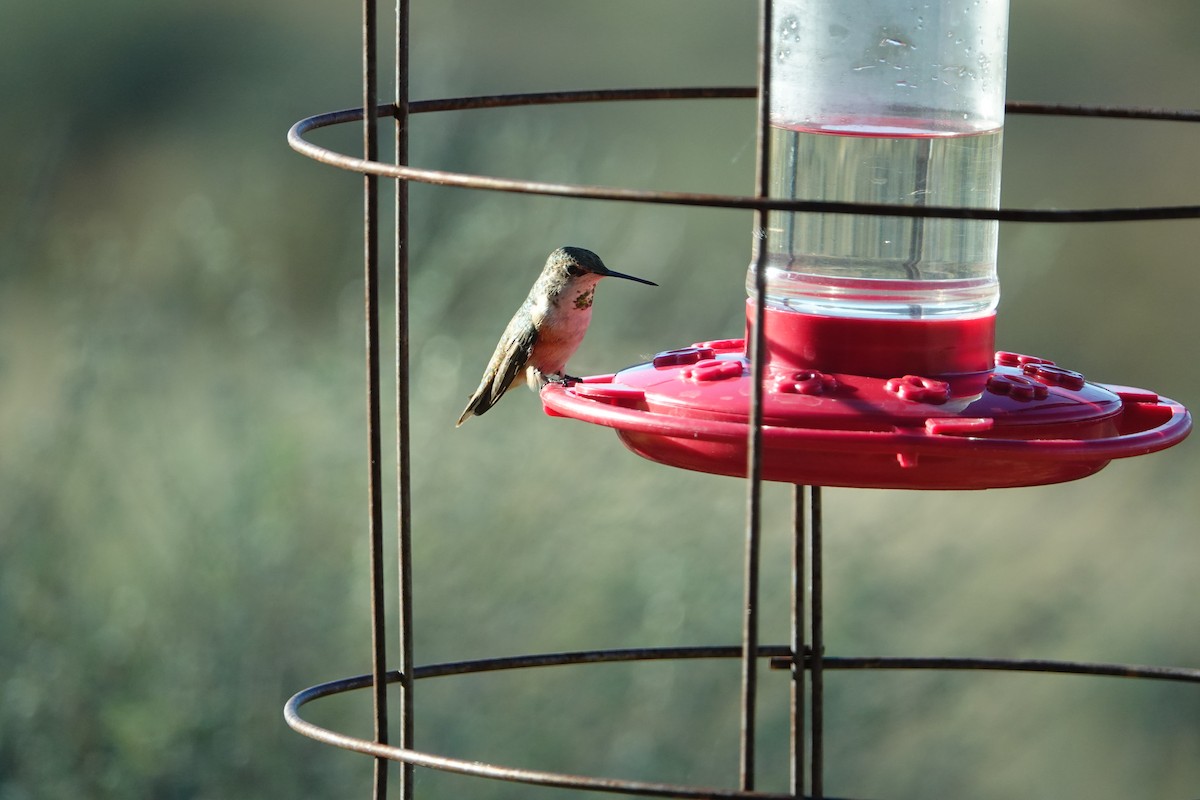 Broad-tailed Hummingbird - ML644384997