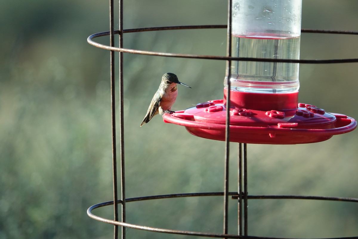 Broad-tailed Hummingbird - ML644384998