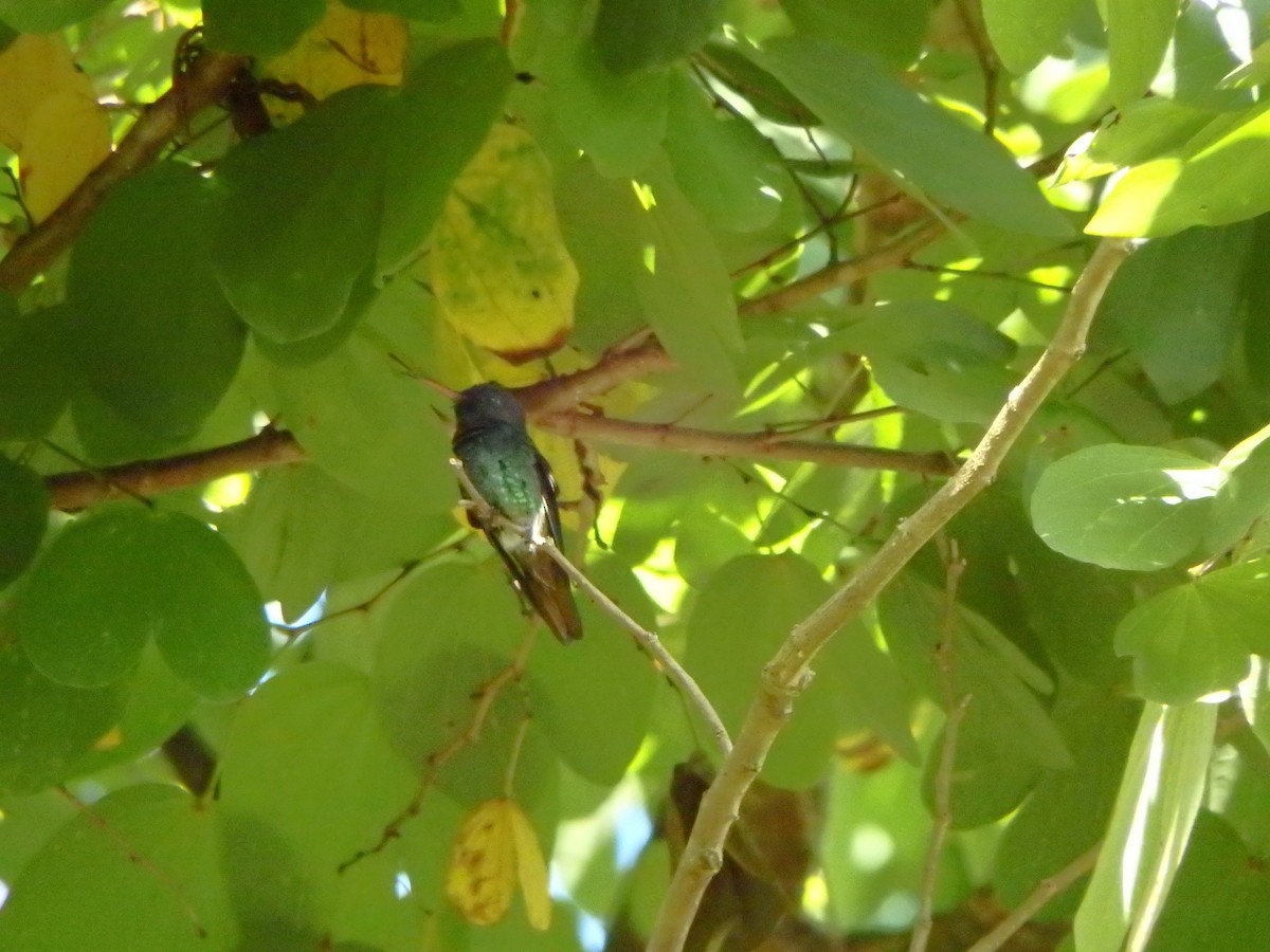 コガネオハチドリ - ML644384999