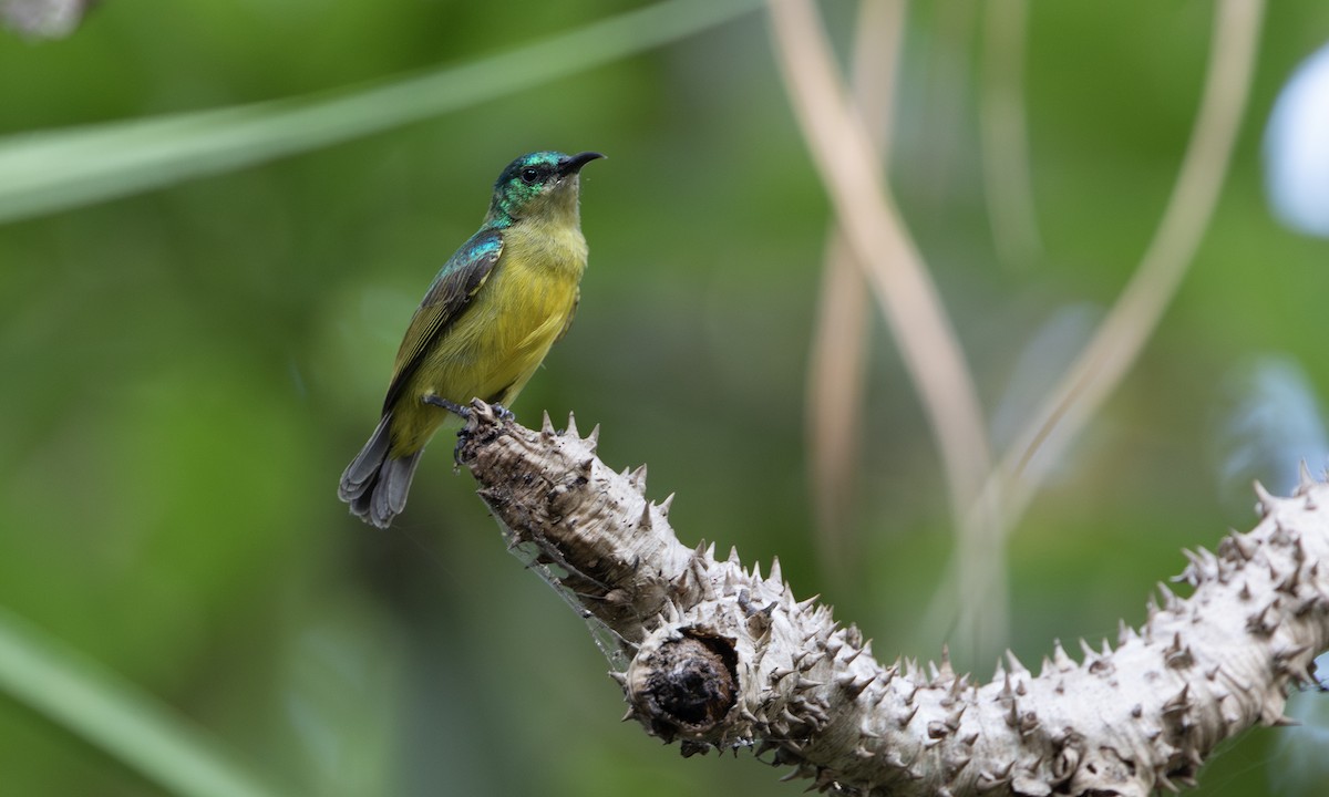 Collared Sunbird - ML644385000