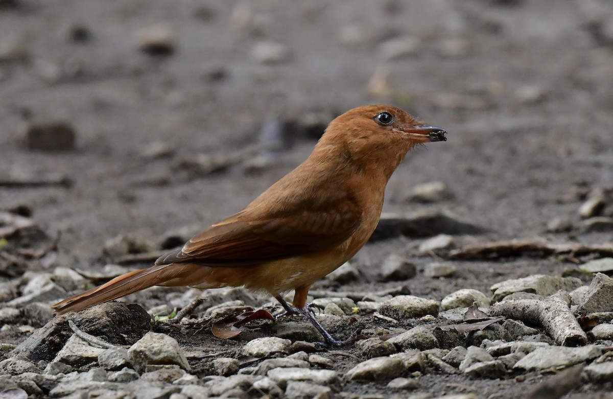 Rufous Mourner - ML644385007