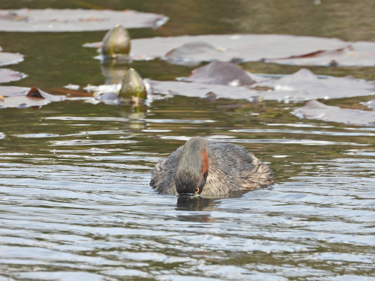 Australasian Grebe - ML644385009