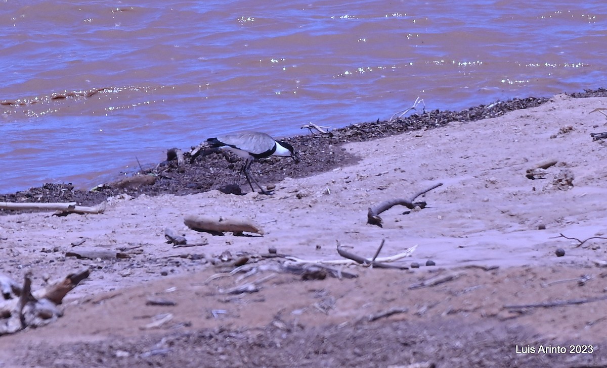 Spur-winged Lapwing - ML644385010