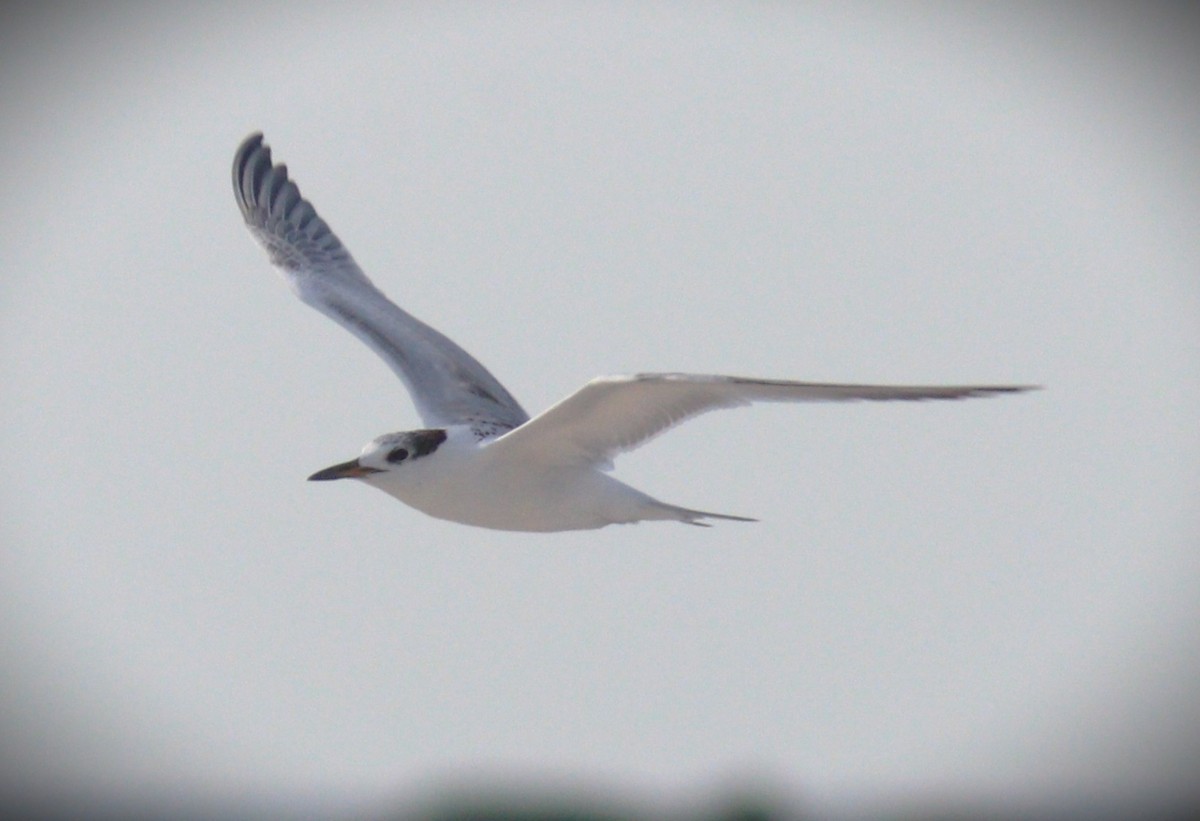 rybák severní - ML644385013