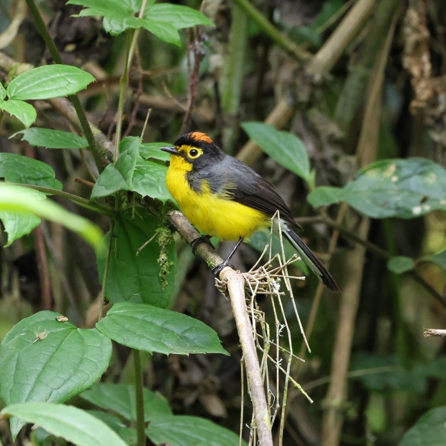 Чернітка перуанська - ML644385021