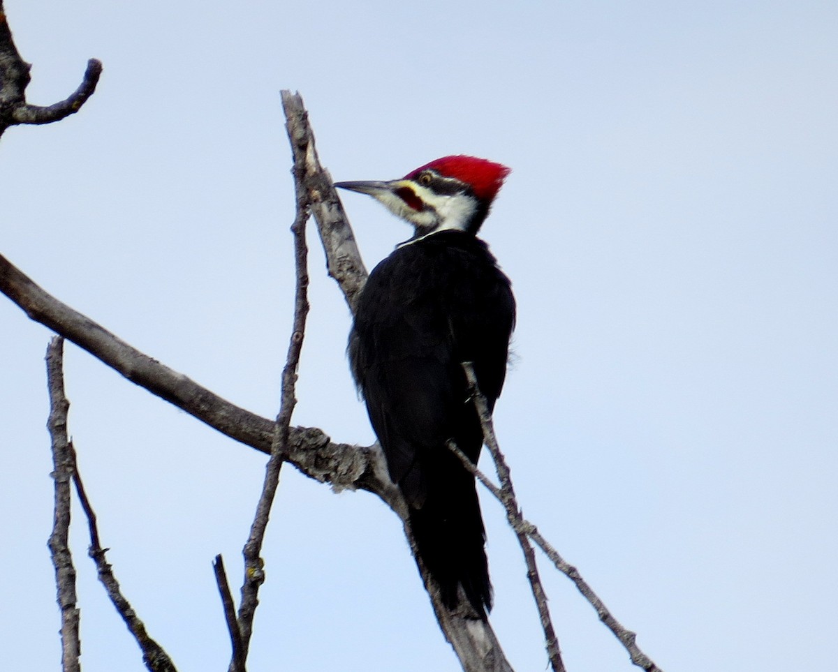 Grand Pic - ML644385024