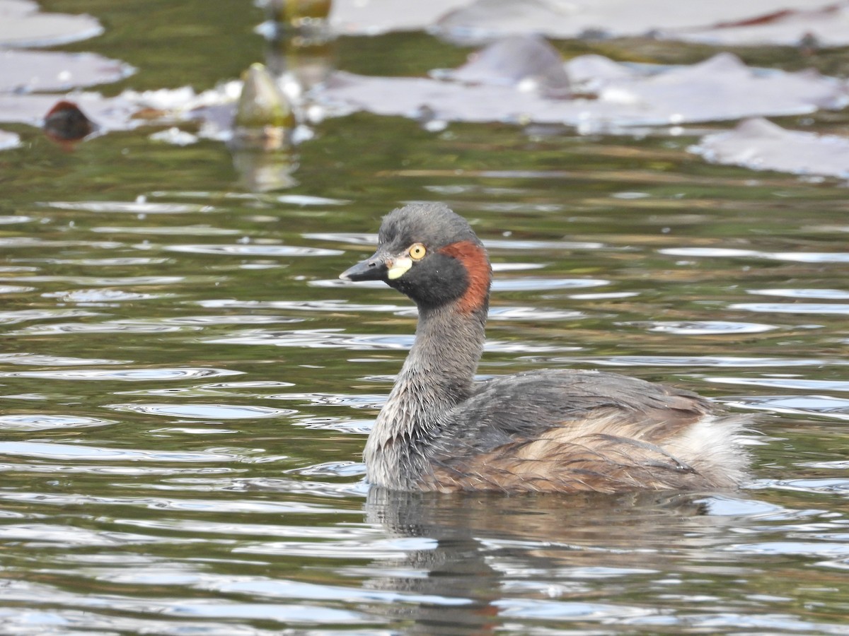 Australasian Grebe - ML644385025
