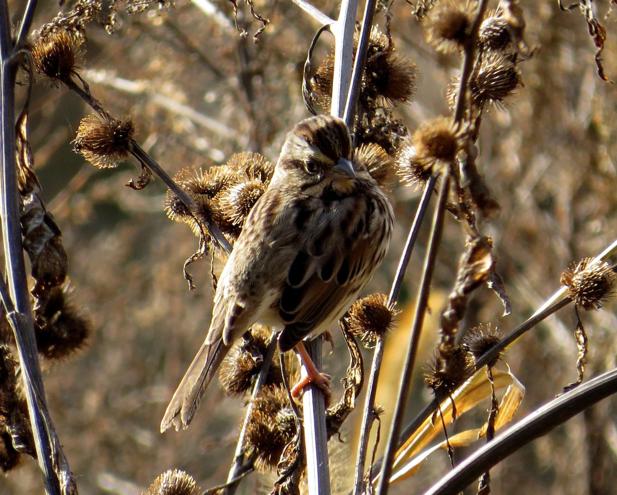 Bruant chanteur - ML644385038
