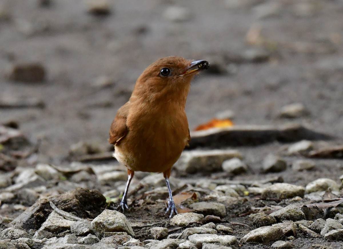 Rufous Mourner - ML644385039