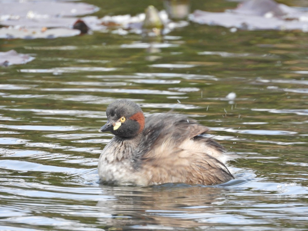 Australasian Grebe - ML644385042