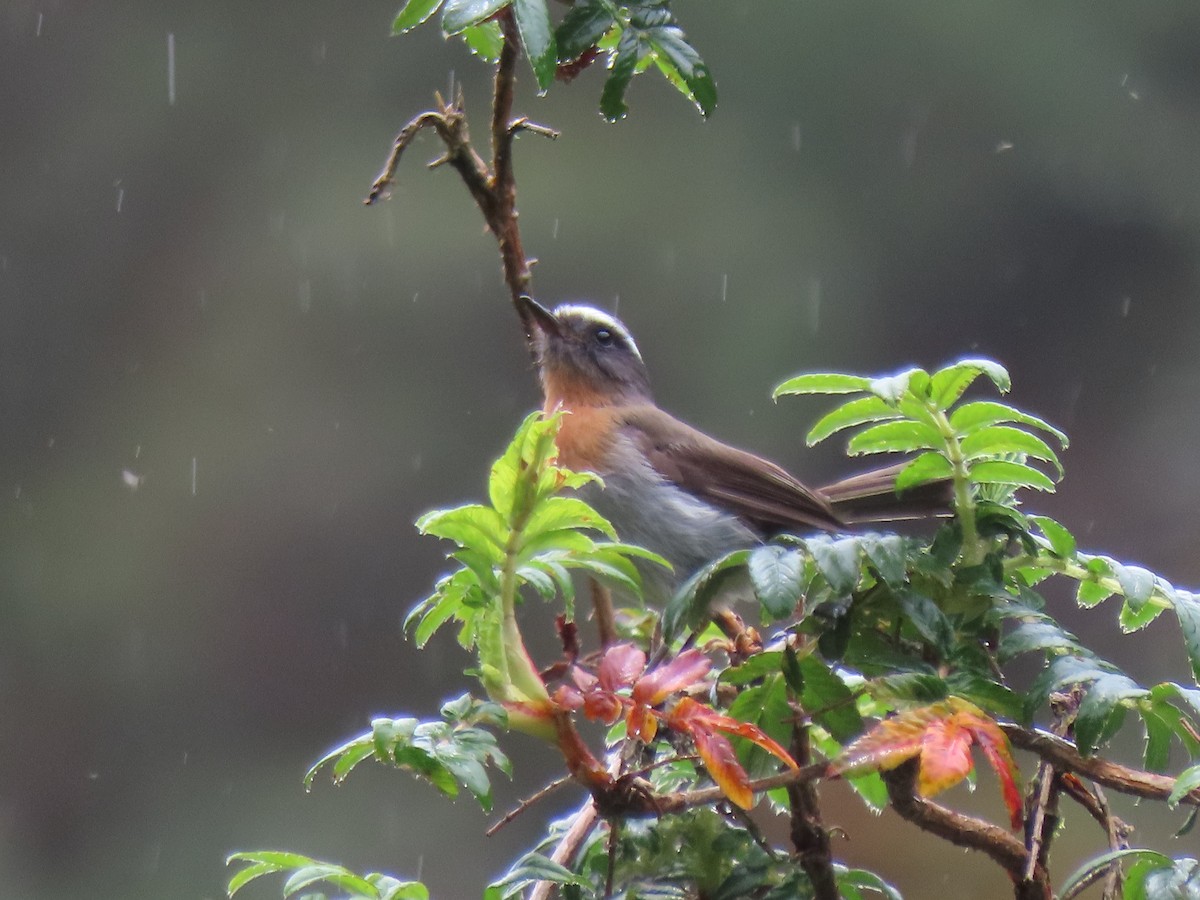 Rufous-breasted Chat-Tyrant - ML644385047