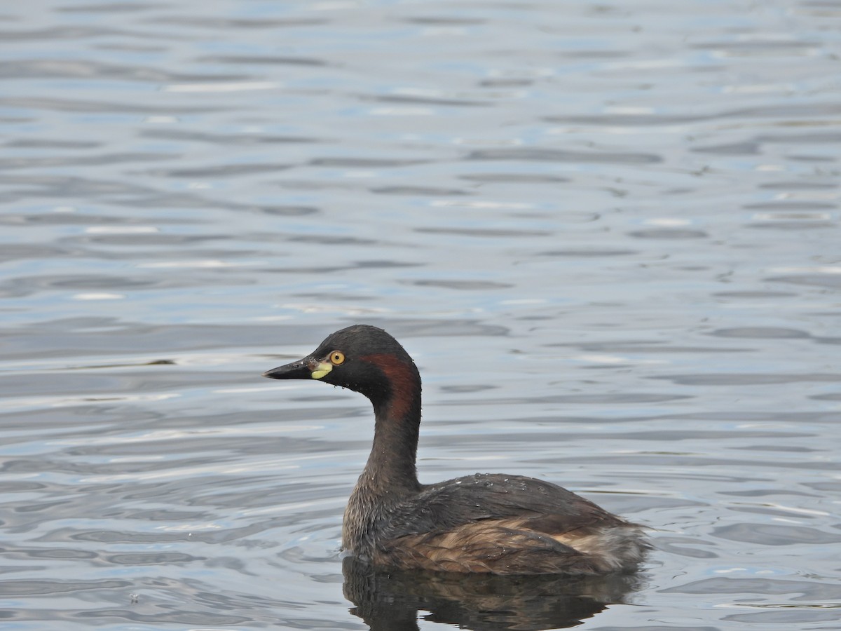 Australasian Grebe - ML644385057