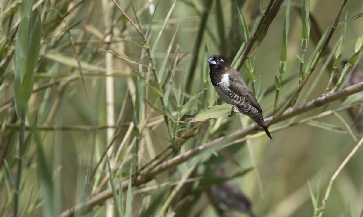 Bronze Mannikin - ML644385058
