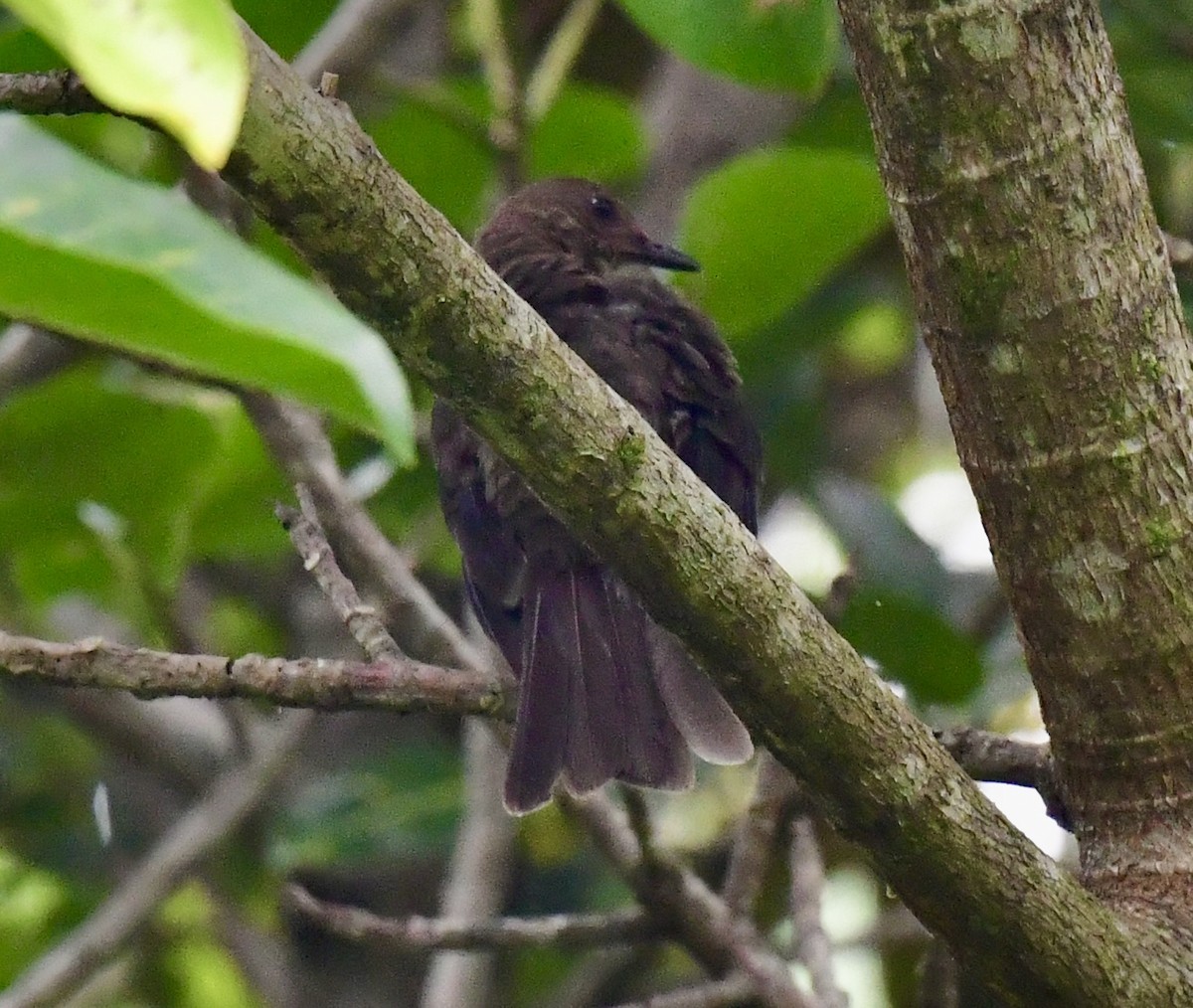 Mountain Thrush - ML644385070