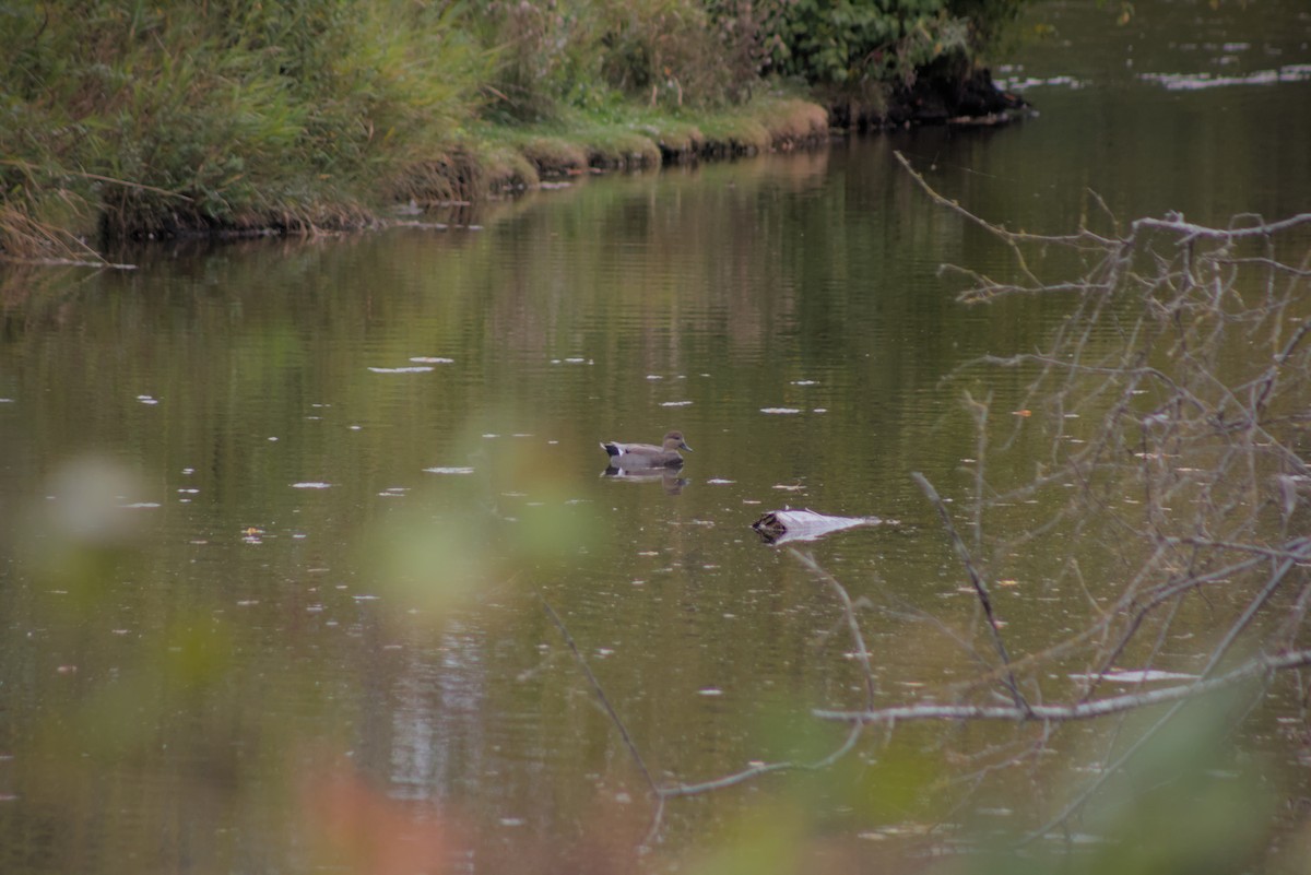 Нерозень - ML644385072