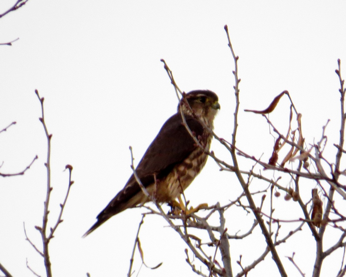 Faucon émerillon - ML644385080