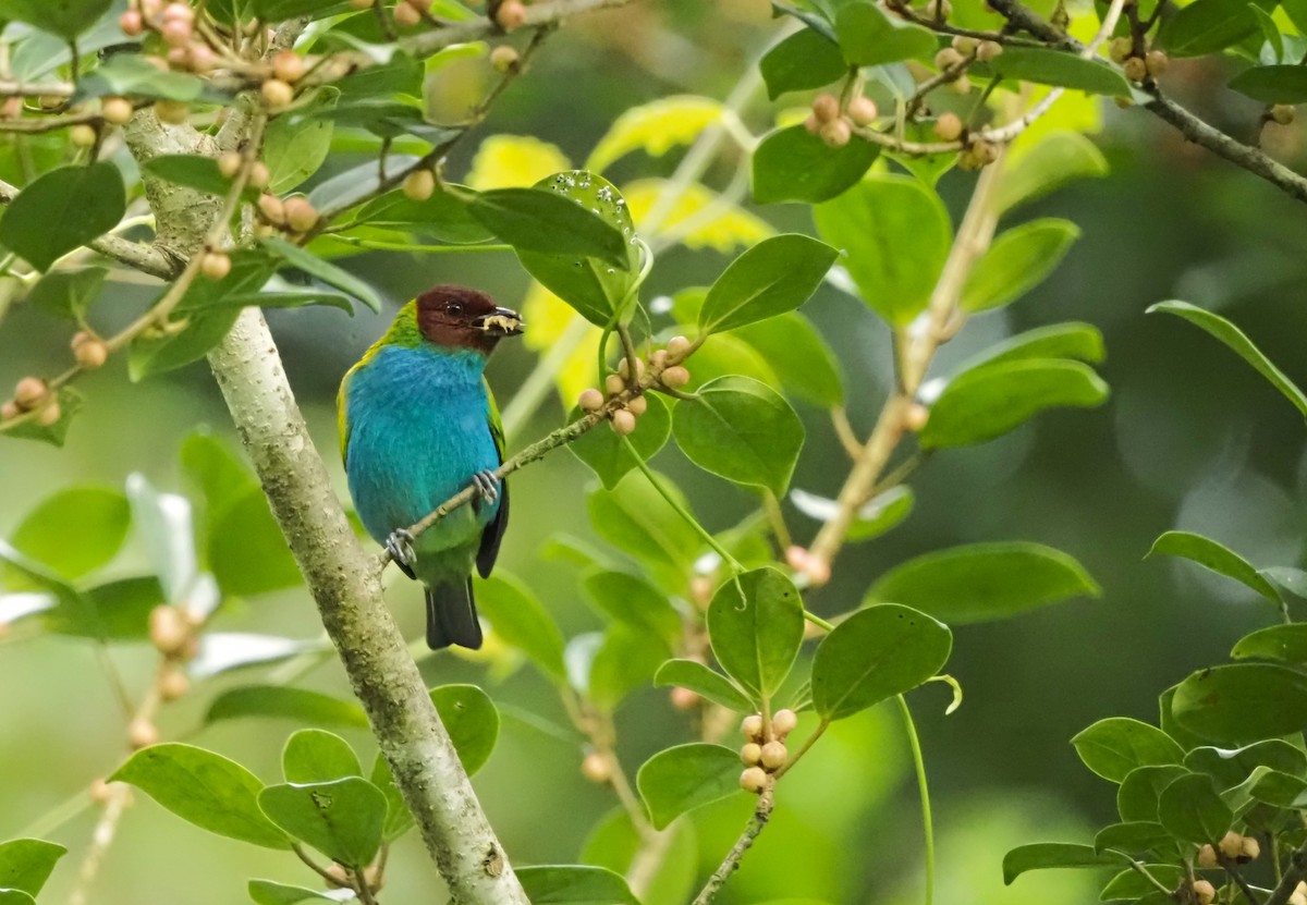 チャガシラフウキンチョウ - ML644385081