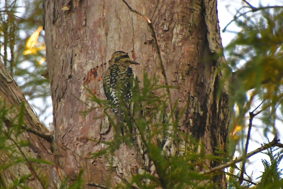 Gelbbauch-Saftlecker - ML644385093