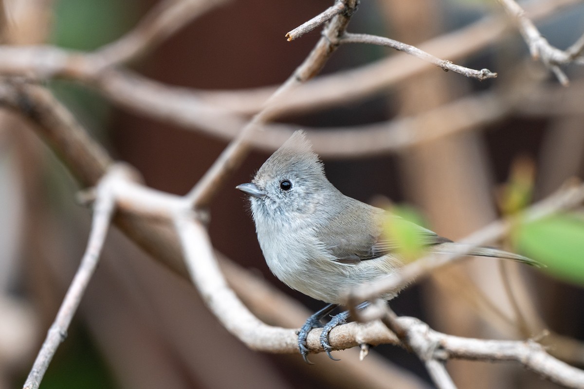 Oak Titmouse - David Gibson