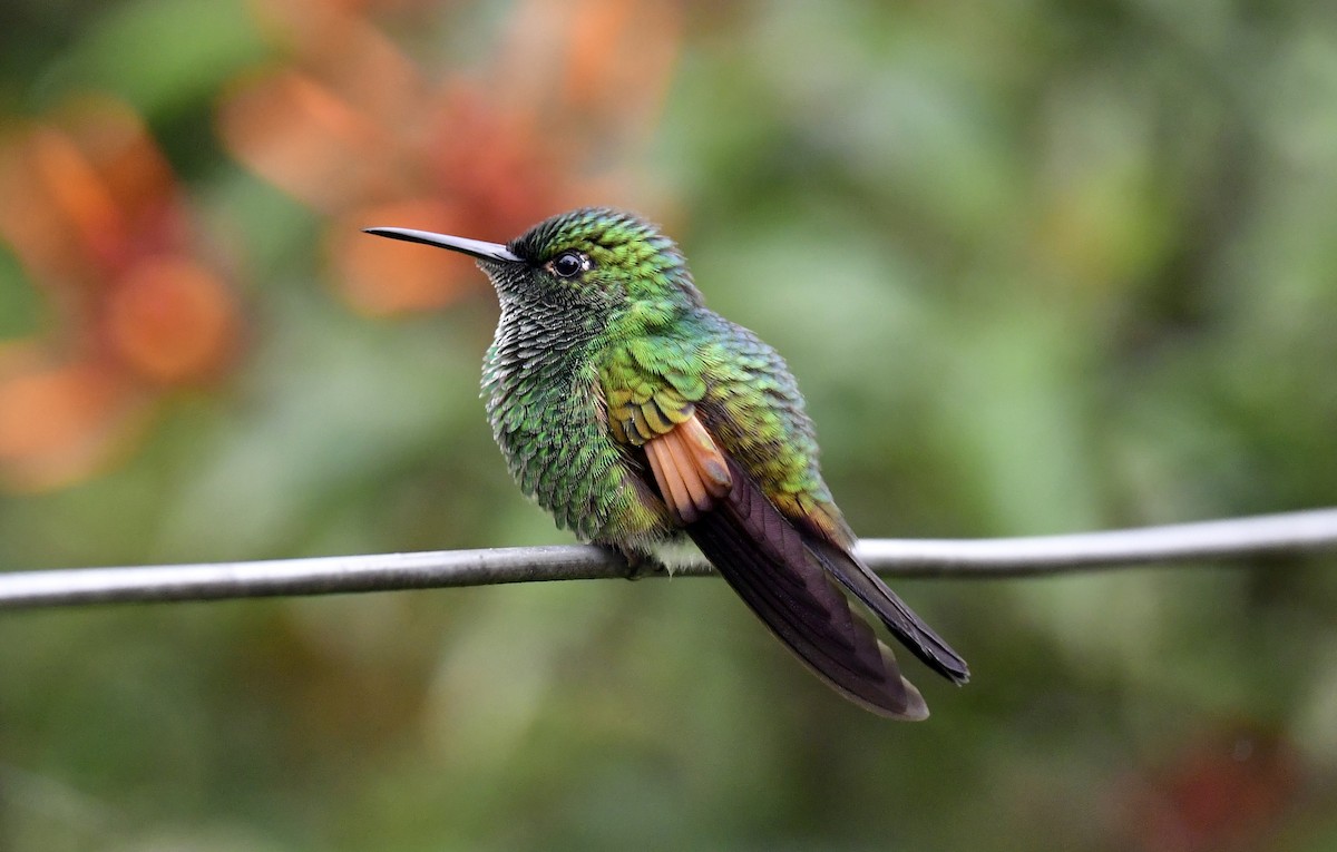 Colibri à épaulettes - ML644385120