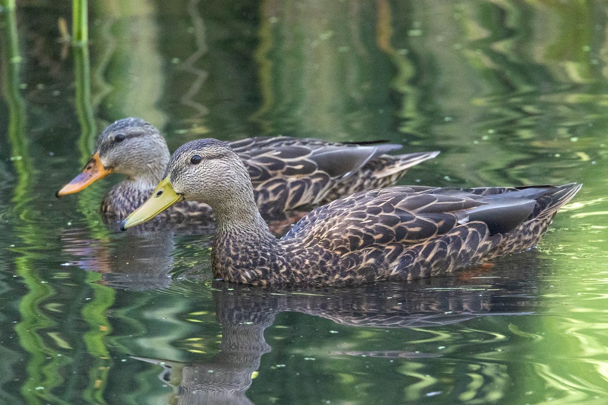 Mexican Duck - ML644385122