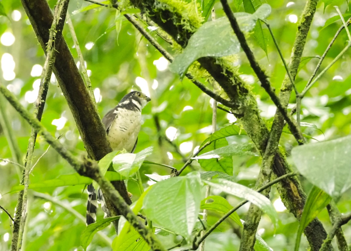 Barred Forest-Falcon - ML644385147