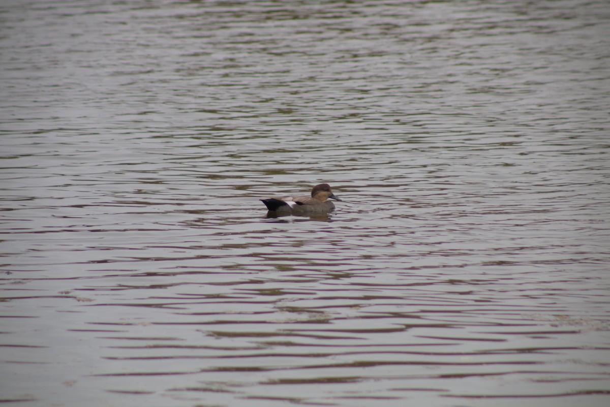 Нерозень - ML644385148