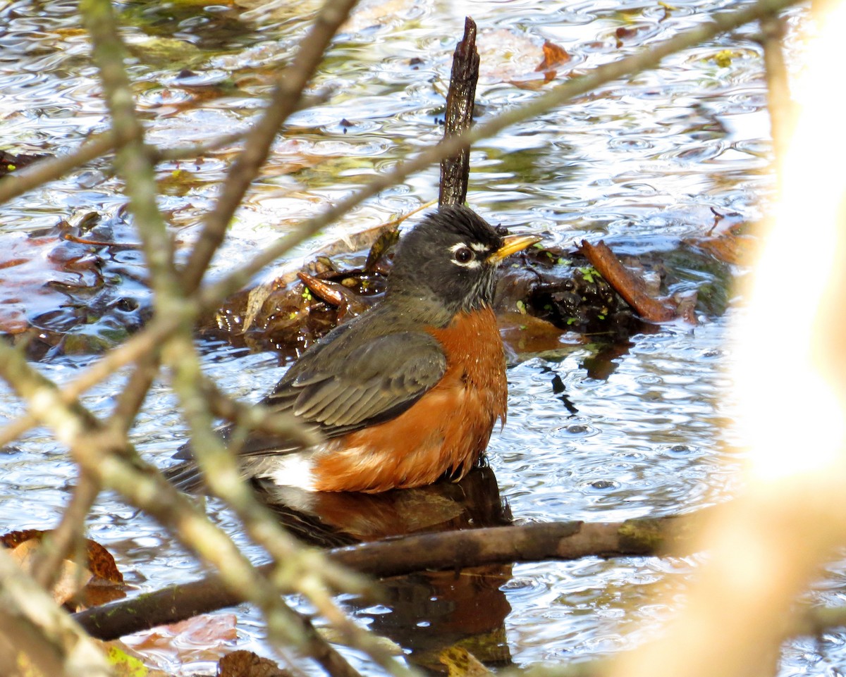 Merle d'Amérique - ML644385151