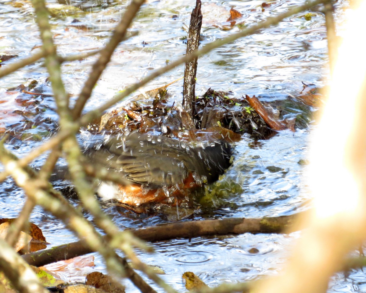 Merle d'Amérique - ML644385155