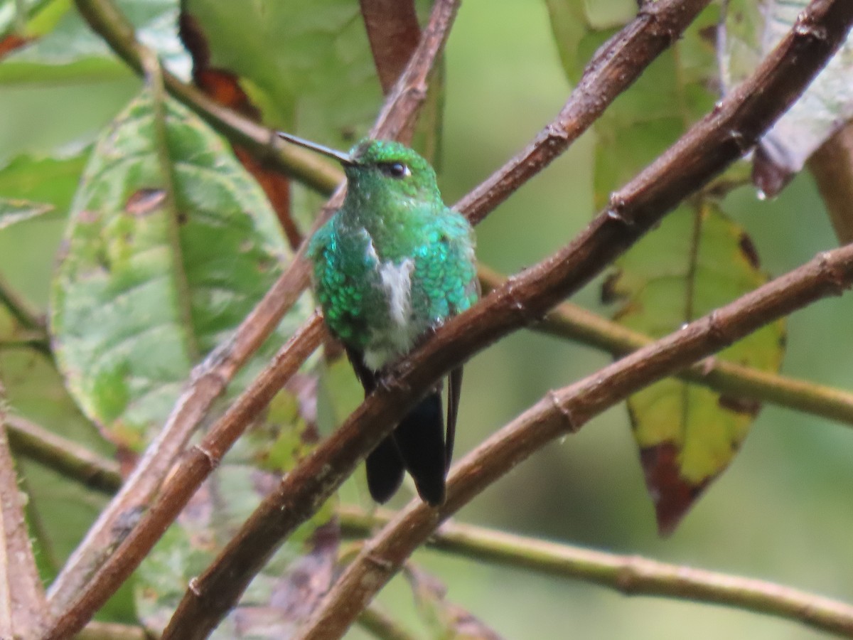 Érione catherine - ML644385161