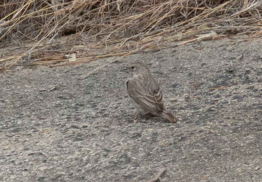 Yemen İsketesi - ML644385163