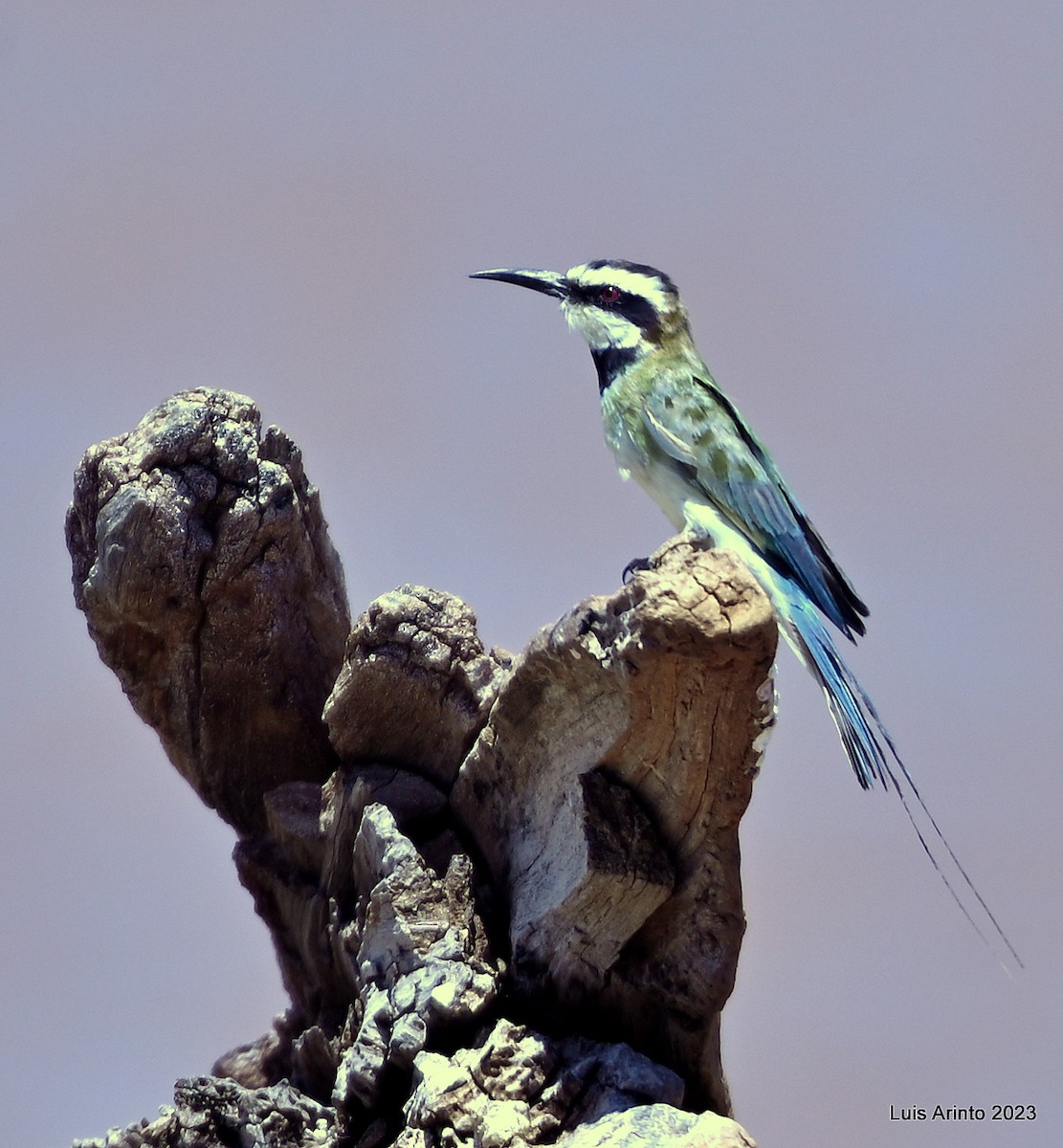 White-throated Bee-eater - ML644385164