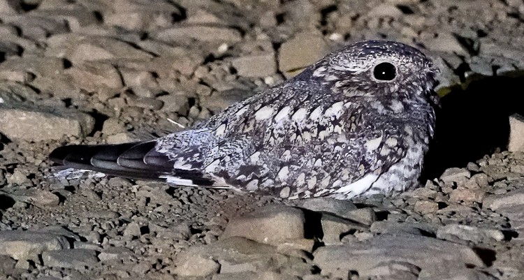 Lesser Nighthawk - ML644385172
