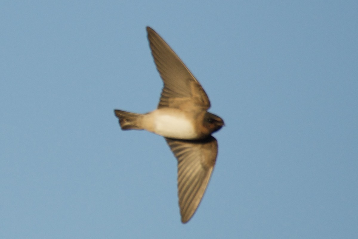 Cliff Swallow - ML644385181