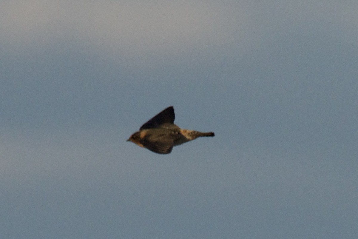 Cliff Swallow - ML644385183