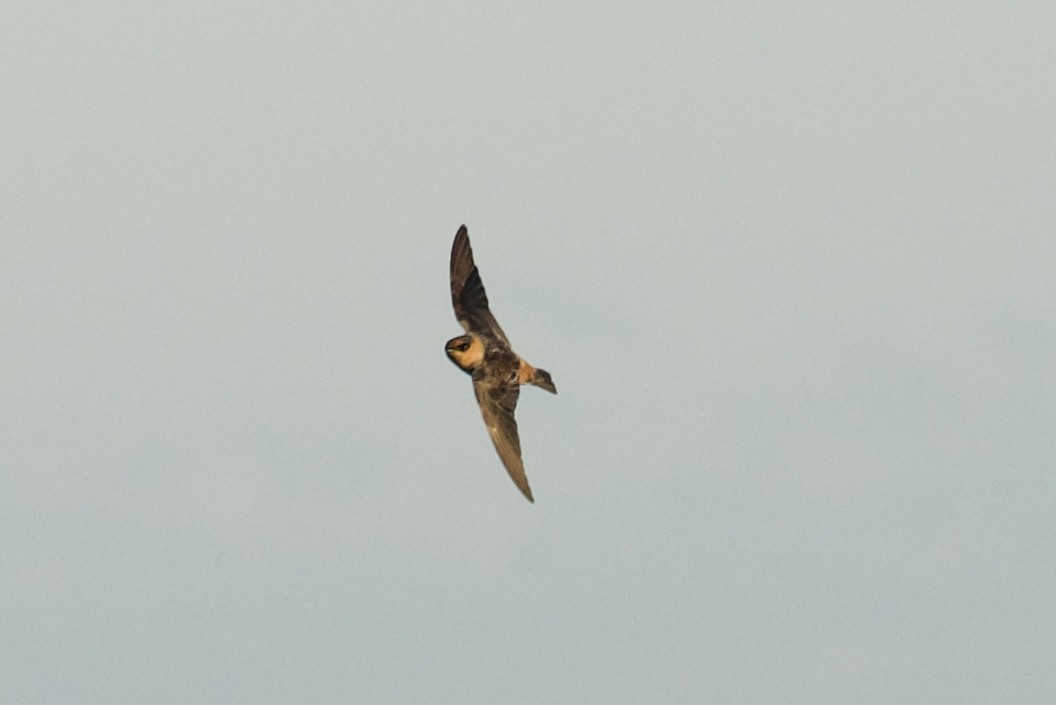 Hirondelle à front brun - ML644385184