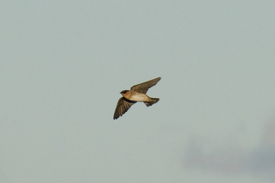 Hirondelle à front brun - ML644385187