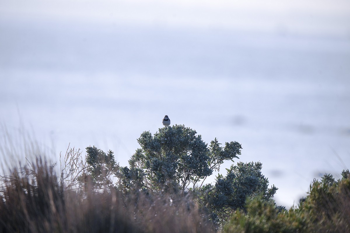 Eptianuro Pío - ML644385192