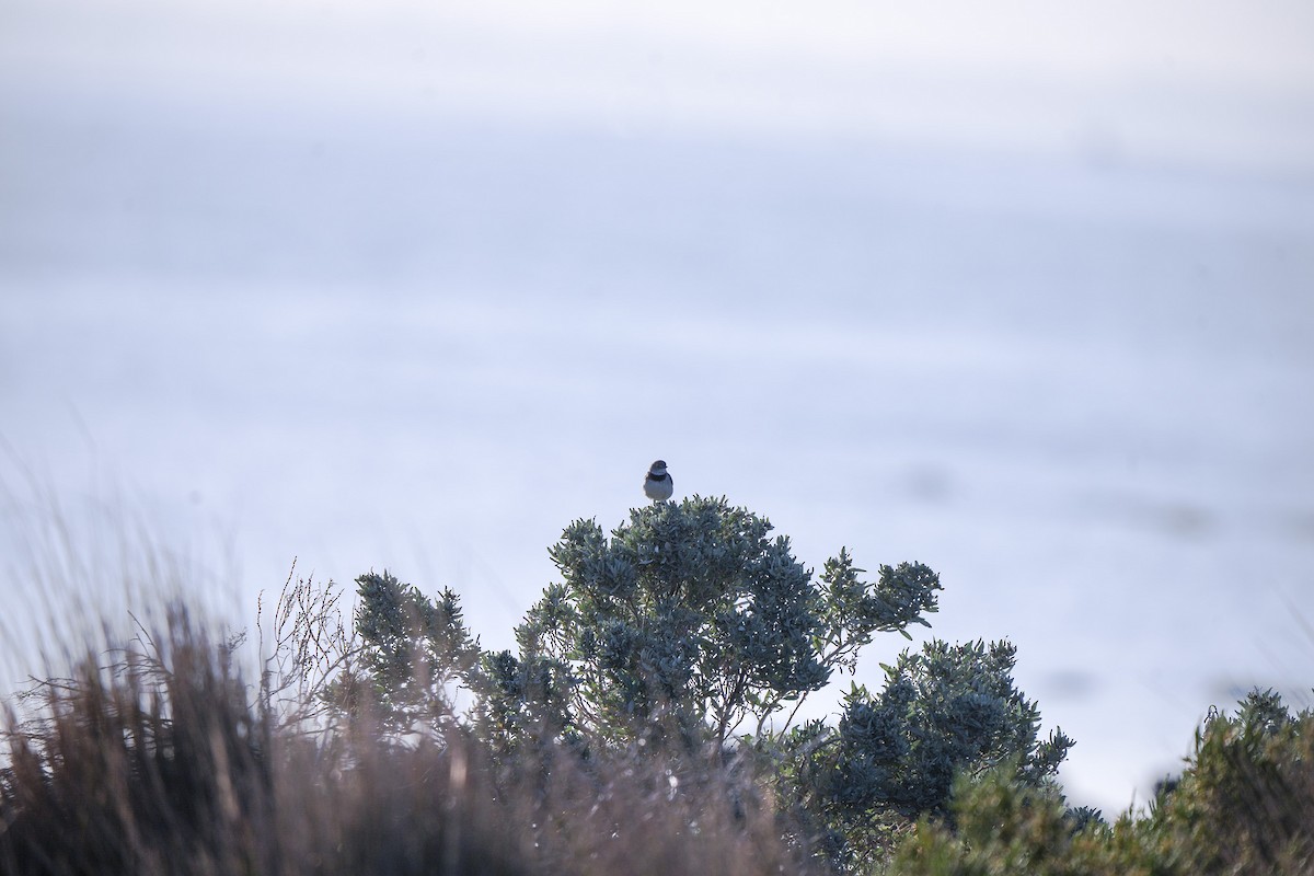 Eptianuro Pío - ML644385193